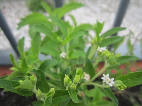 Stevia.